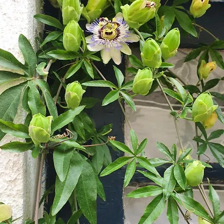 A L Ombre Des Remparts 3 *