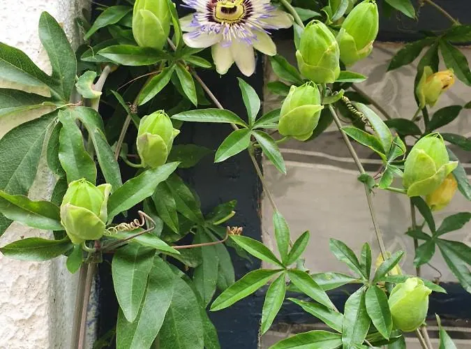 A L Ombre Des Remparts 3 *